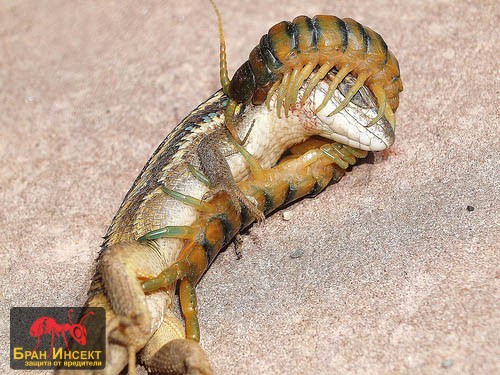 Сколопендра (Scolopendra cingulata) - убива гущер - Бран Инсект Сколопендра (Scolopendra cingulata) - убива гущер - Бран Инсект
