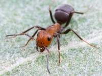 Picture of ant