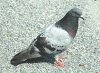 Picture of pigeon