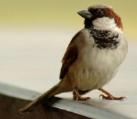 Picture of sparrow