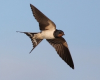 Picture of Swallow