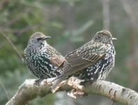 Picture of starling