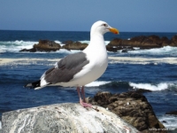 Picture of gull