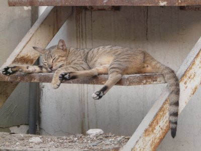 Котка - Бран Инсект