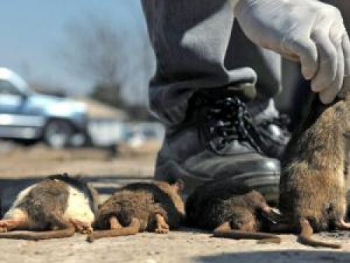 борба с гризачи от лицензирана фирма