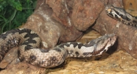 Пепелянка (Vipera ammodytes)