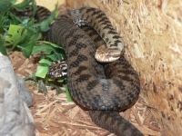 Усойница (Vipera berus)