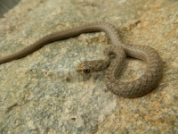 Вдлъбнаточел смок (Malpolon insignatus)