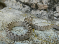 Котешка змия (Telescopus fallax)