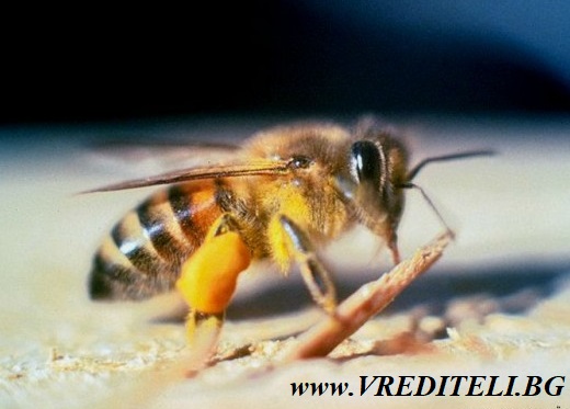 Африканска медоносна пчела (Apis mellifera scutellata)