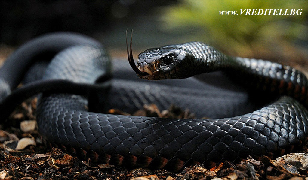 Черна мамба (Black Mamba) най-отровната змия в света