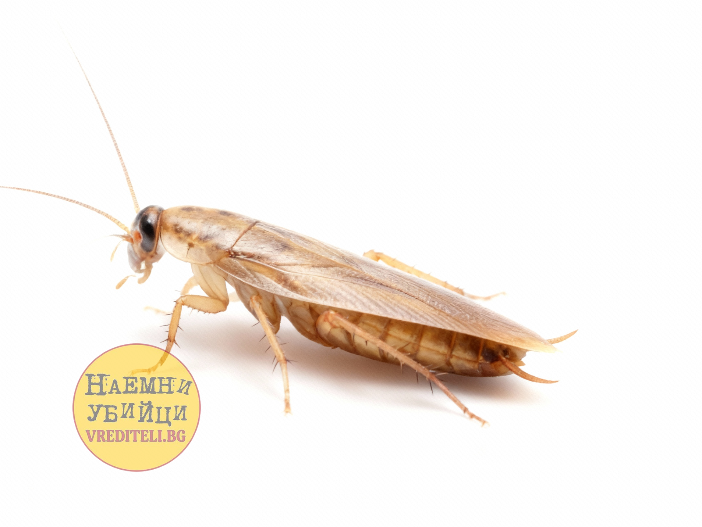 Германска хлебарка (Blattella germanica)