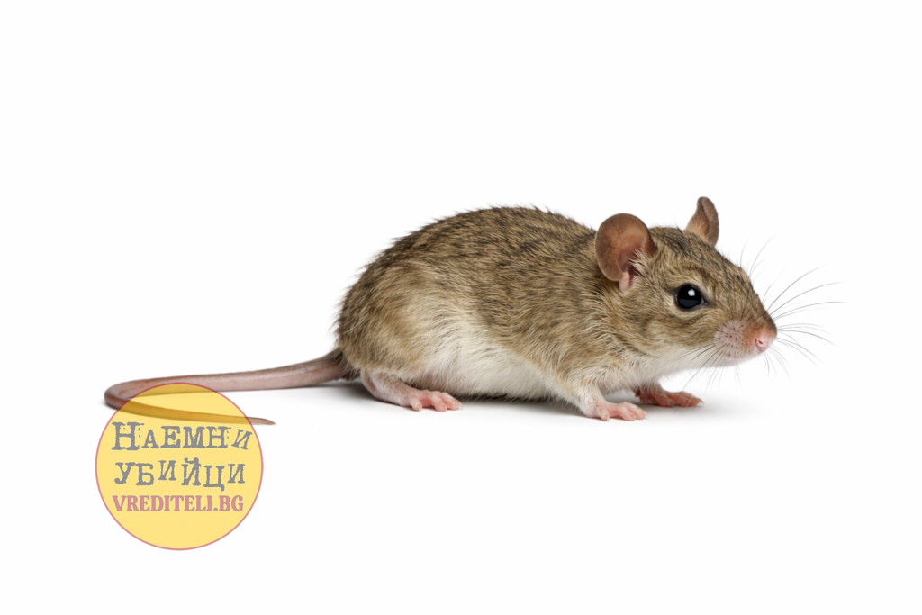 Домашна мишка (Mus musculus)