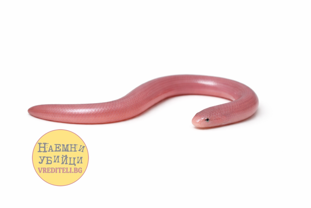 Змия червейница (Xerotyphlops vermicularis)