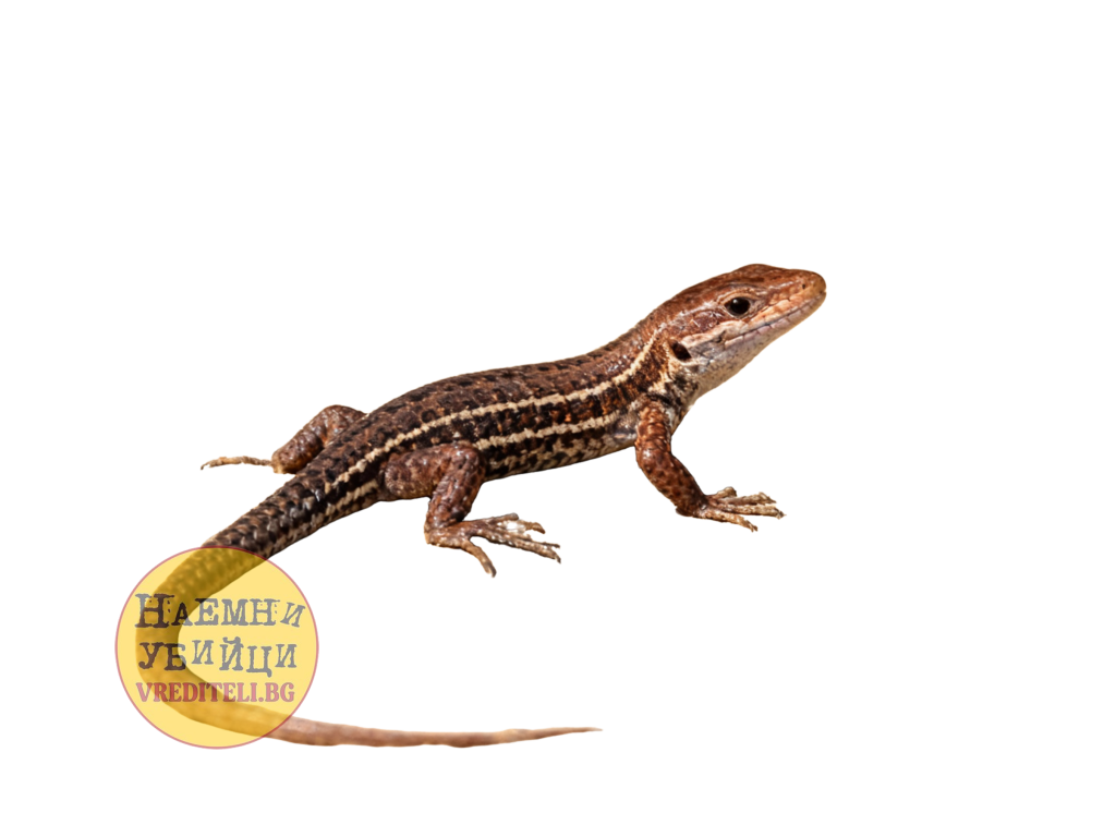 Стенен гущер (Podarcis muralis)