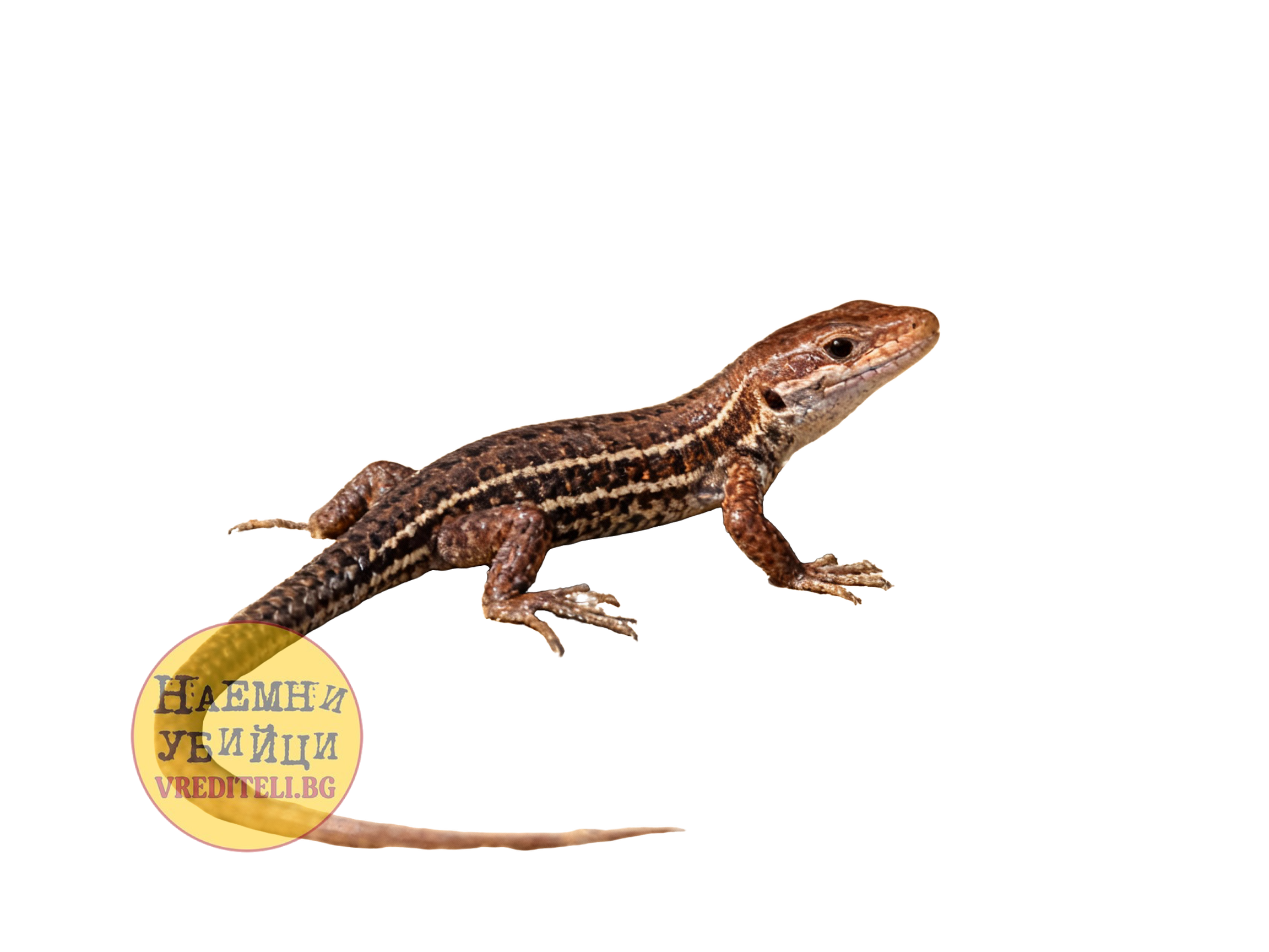 Стенен гущер (Podarcis muralis)