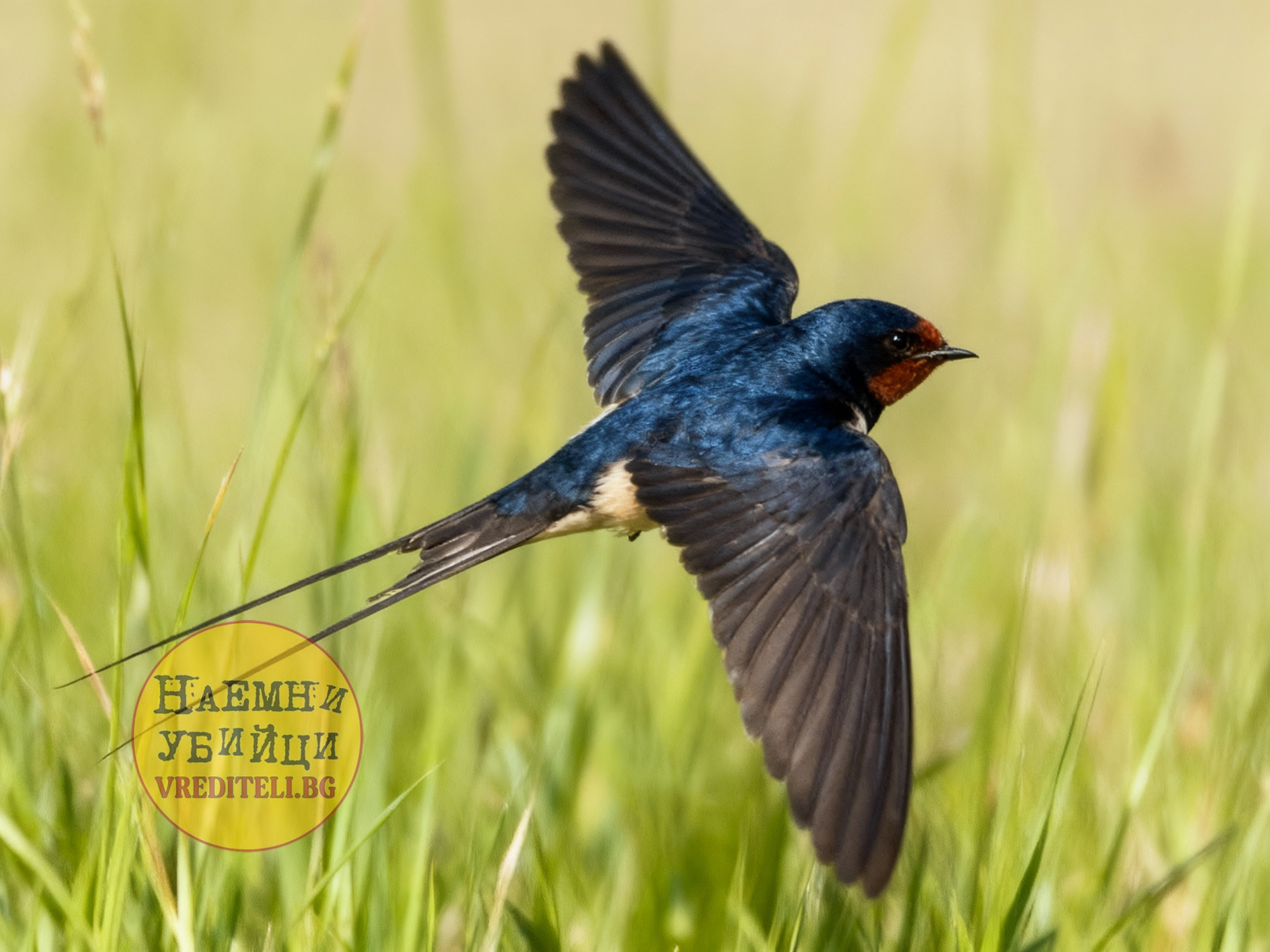 Селска лястовица (Hirundo rustica)