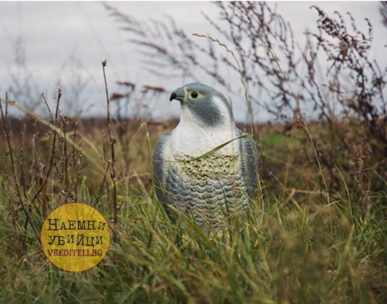 Плашило на кацнал сокол за борба с малки птички и гризачи » Бpaн Инceĸт