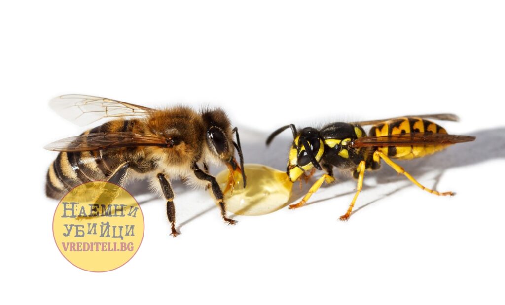 Bee and wasp eat honey