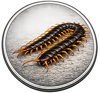 Стоножки (Сколопендри)