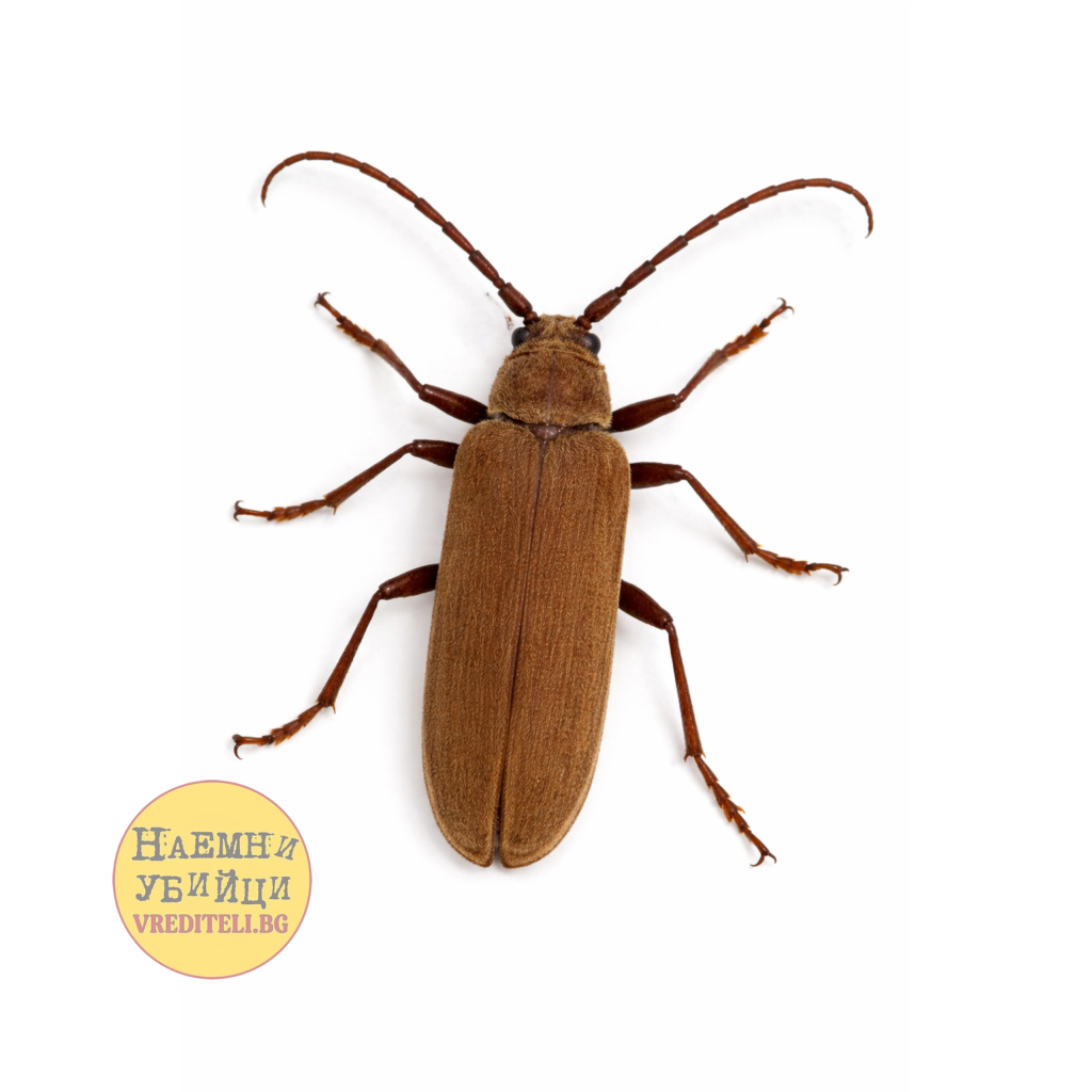 Дървояд - едър дъбов сечко (Aegosoma scabricorne)
