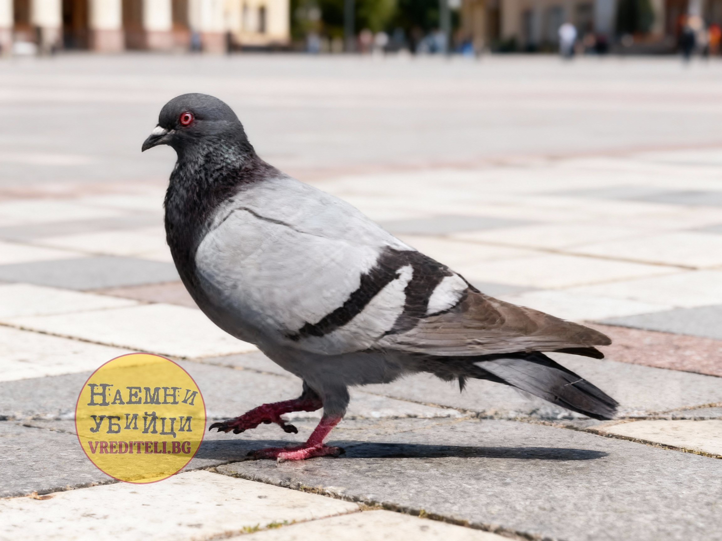 Градски гълъб или Скален гълъб (Columba livia)