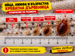 Яйца, нимфа и възрастна креватна дървеница до мащаб за размер