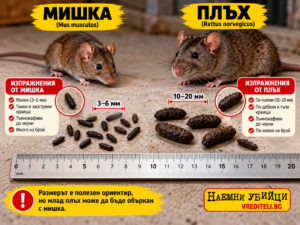 Миши и плъши изпражнения до линийка за сравнение на размера