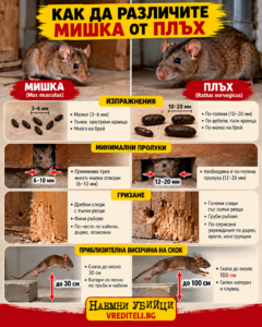 Инфографика с разлики между мишка и плъх по изпражнения, пролуки и скок