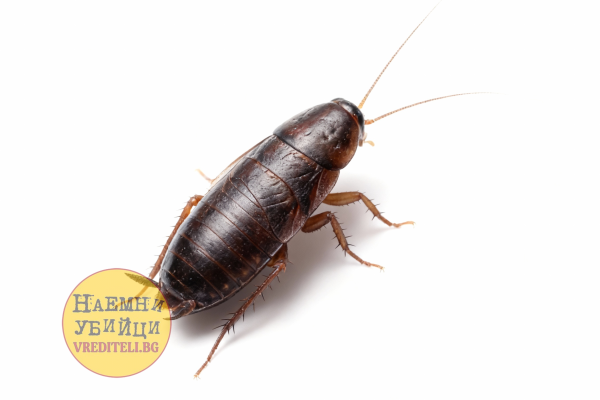 Восточный таракан (Blatta orientalis)