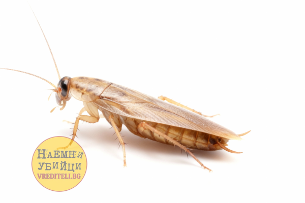 Германский таракан (Blattella germanica)
