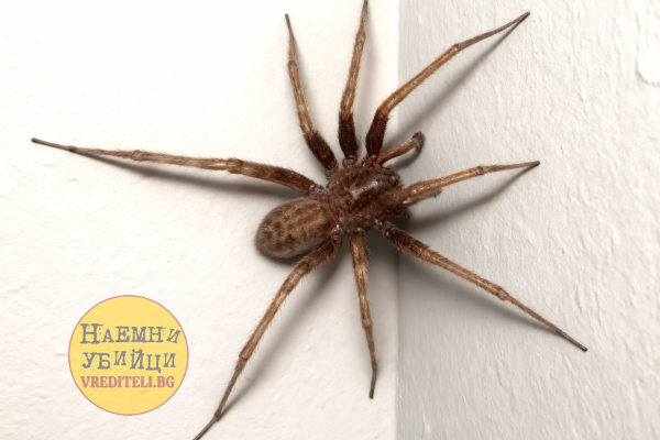 Домашний паук (Tegenaria domestica)