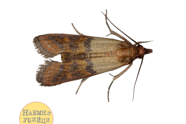 Хранителен молец - индийски брашнен молец (Plodia interpunctella)
