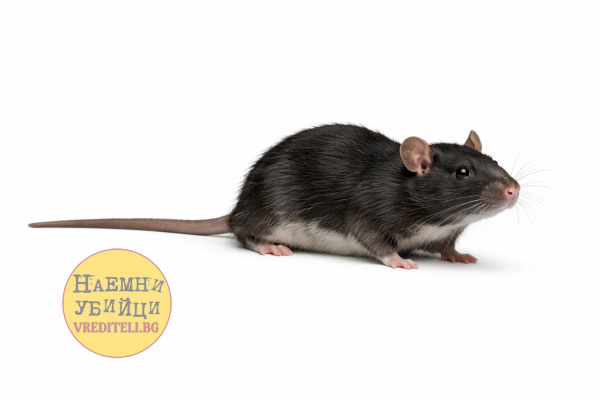 Черная крыса (Rattus rattus)