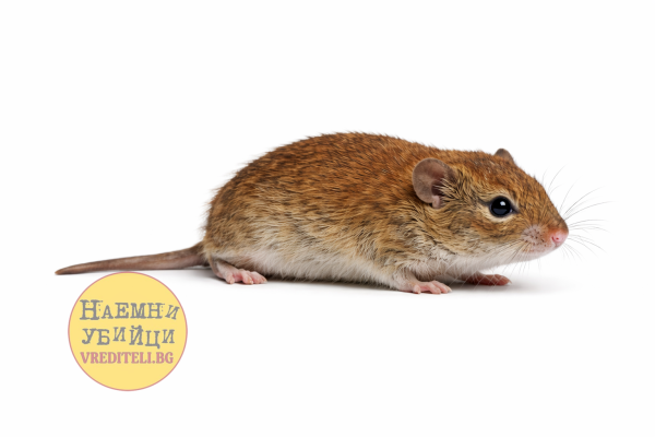 Полска мишка по полето (Apodemus agrarius) прилича на полевката