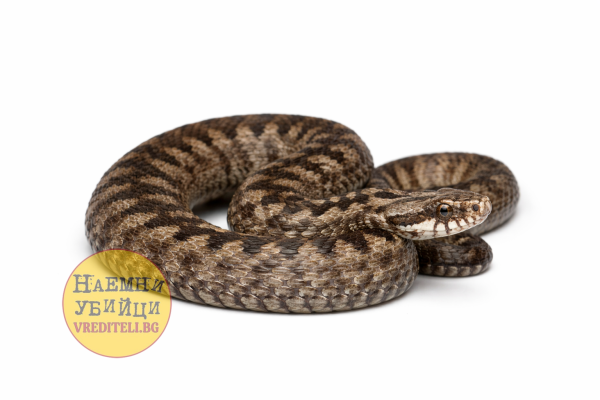 Гадюка (Vipera berus)