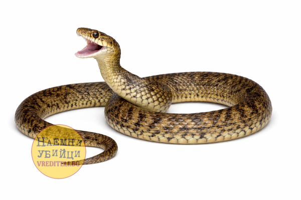 Уж стрелец или синурник (Dolichophis caspius)