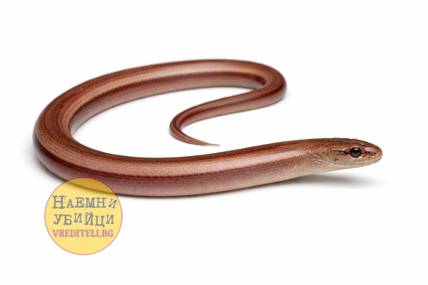 Слепыш (Anguis fragilis) известен как змиеящер или крехарь