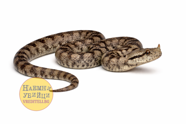 Медянка (Vipera ammodytes)