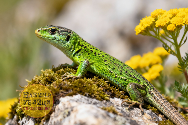Зелёный ящер (Lacerta viridis)