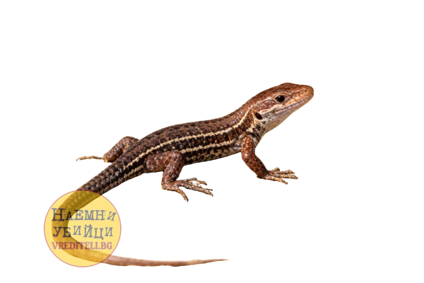 Стенной ящер (Podarcis muralis)