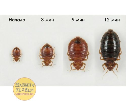 Стадии кровососания у постельного клопа - Cimex lectularius