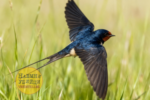Деревенская ласточка (Hirundo rustica)