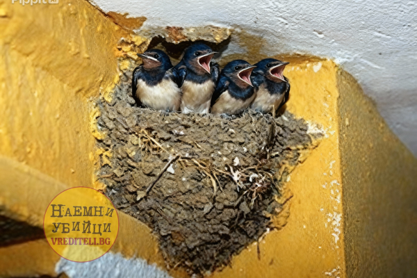Гнездо деревенской ласточки (Hirundo rustica)