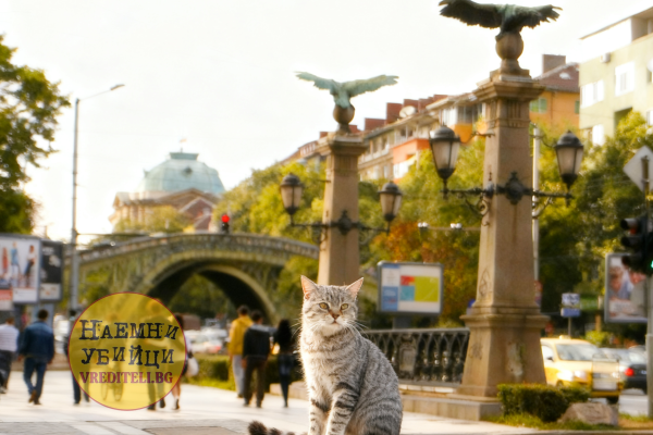 Безнадзорная домашняя кошка Felis silvestris catus Кошка