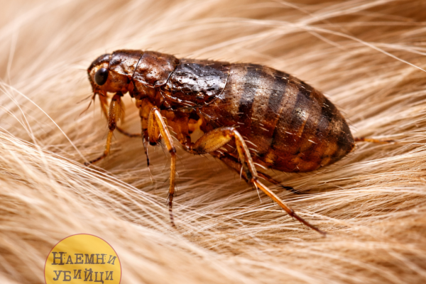 Собачья блоха (Ctenocephalides canis)
