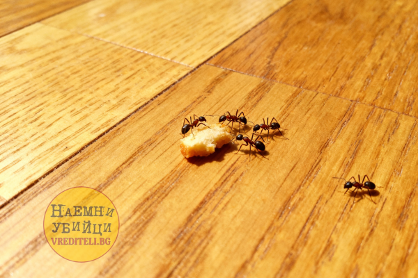 Чёрный садовый муравей (Lasius niger)