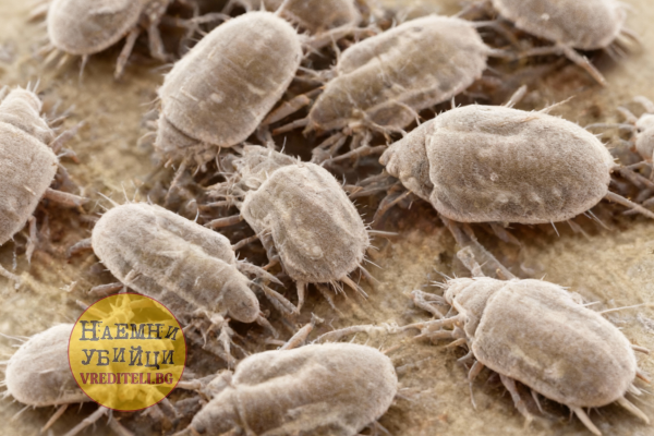 Домашни прахови акари (Dermatophagoides pteronyssinus)