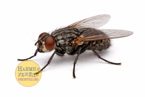 Домашна муха - Musca domestica