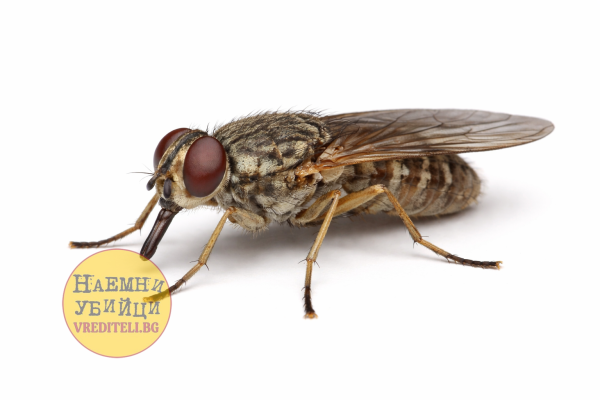 Муха цеце (Glossina)